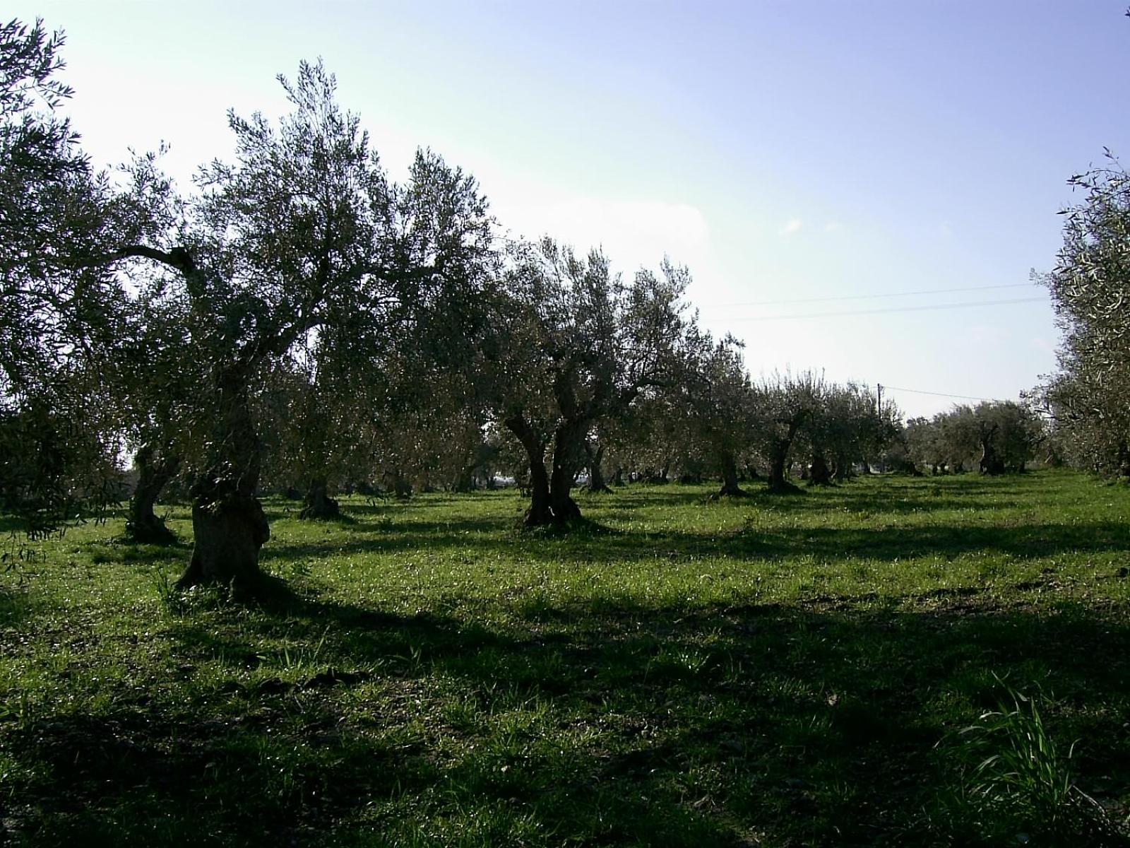 Agriturismo Baglio Calanchi Modica Exterior foto